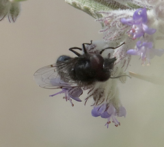 Copestylum comstocki