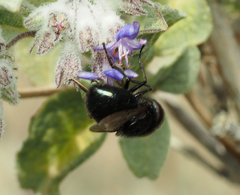 Copestylum comstocki