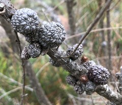 Allocasuarina mackliniana