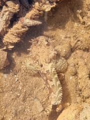 Batrachomoeus trispinosus