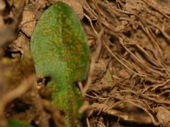 Puccinia taraxaci