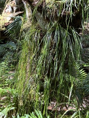 Vittaria lineata image