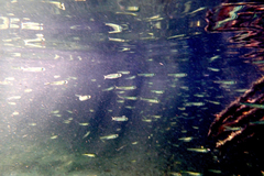 Atherinomorus stipes