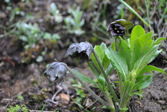 Mandragora caulescens