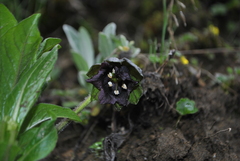 Mandragora caulescens