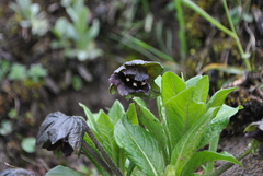 Mandragora caulescens
