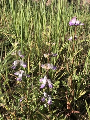 Collinsia concolor