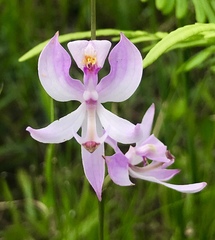 Calopogon pallidus