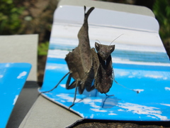 Acanthops falcataria