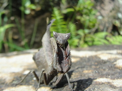 Acanthops falcataria