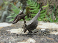 Acanthops falcataria