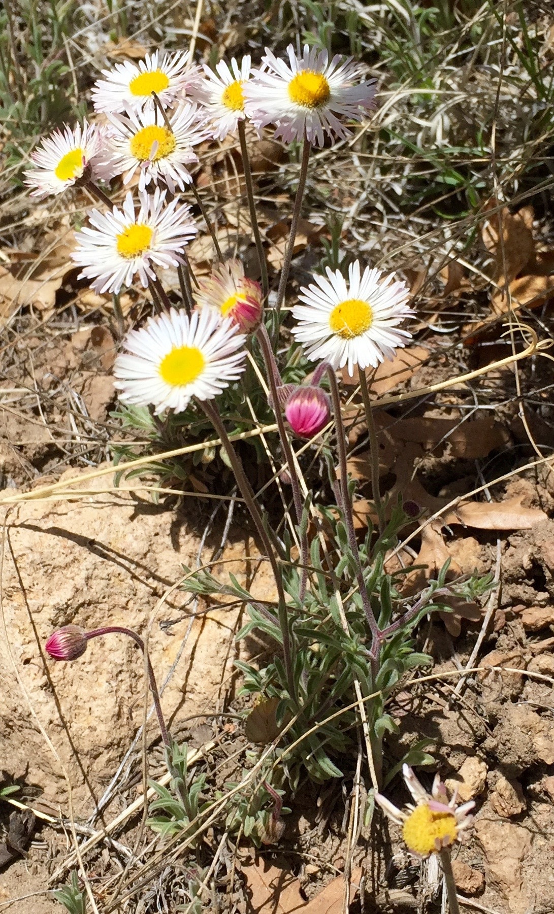 Erigeron tracyi