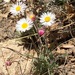 Running Fleabane - Photo (c) Shelley Silva, some rights reserved (CC BY-NC), uploaded by Shelley Silva