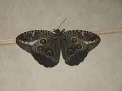 Dasyophthalma creusa