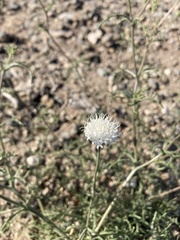 Chaenactis carphoclinia