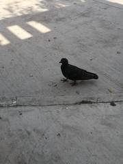 Columba livia domestica