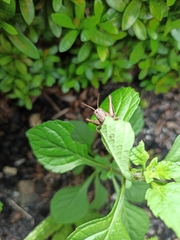 Abracris flavolineata