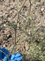 Chaenactis carphoclinia