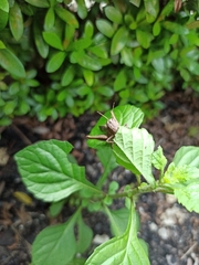 Abracris flavolineata