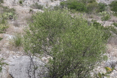 Fraxinus greggii