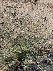 Chaenactis carphoclinia