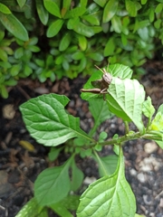 Abracris flavolineata