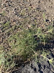 Chaenactis carphoclinia