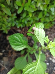 Abracris flavolineata