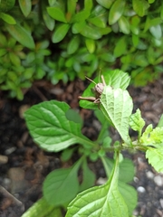 Abracris flavolineata