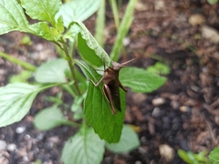 Abracris flavolineata