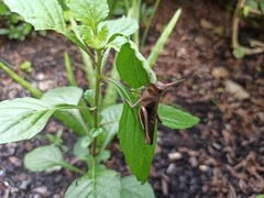 Abracris flavolineata