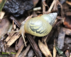 Simpulopsis eudioptus