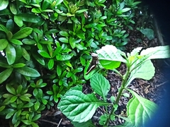 Abracris flavolineata