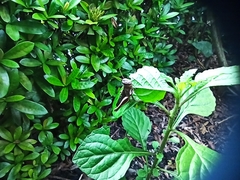 Abracris flavolineata