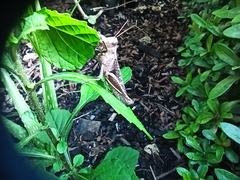 Abracris flavolineata