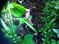 Abracris flavolineata