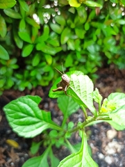 Abracris flavolineata