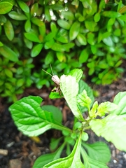 Abracris flavolineata