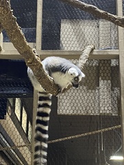 Lemur