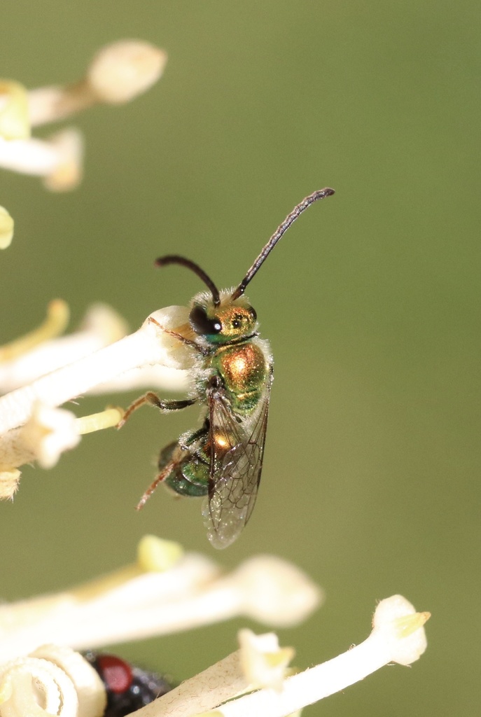 Callistochlora aureoviridis