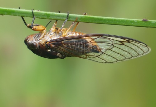 Psaltoda plaga (Walker, 1850)