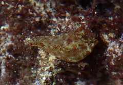 Aplysia reticulata