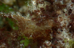 Aplysia reticulata