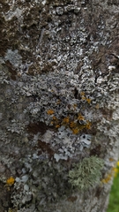 Physcia leptalea