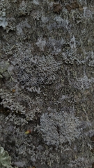 Physcia leptalea