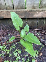 Zantedeschia aethiopica