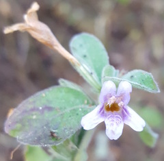 Dyschoriste microphylla