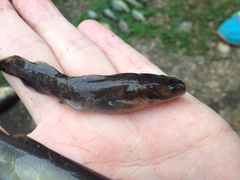 Pylodictis olivaris