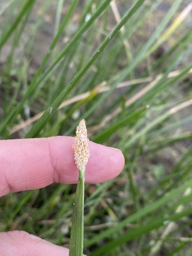 Ribbed Spikerush (Eleocharis plana)