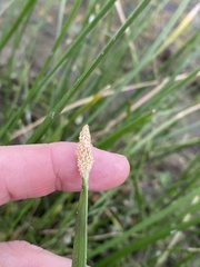 Eleocharis plana